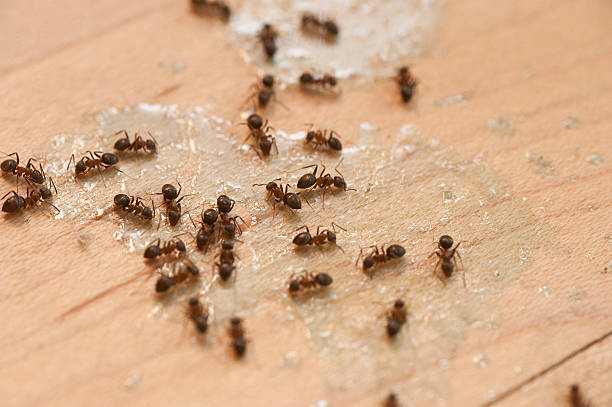 Flea Control Services in Easley, SC
