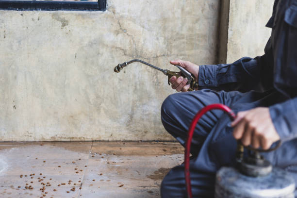 Wasp Removal Services in Easley, SC